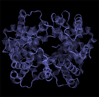 Czsteczka hemoglobiny